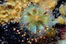 787008 Orange Ball Anemone Strictly Nocturnal Dweller A4 Photo Print. Fixed Price $13.51.